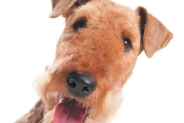 The Airedale terrier is relatively a light shedder. Photography ©kadmy | Getty Images.