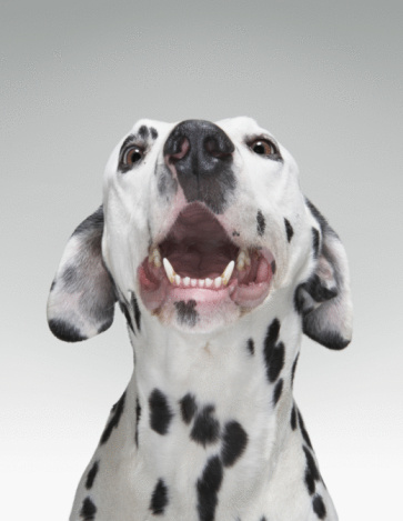 Dalmatian dog having hiccups