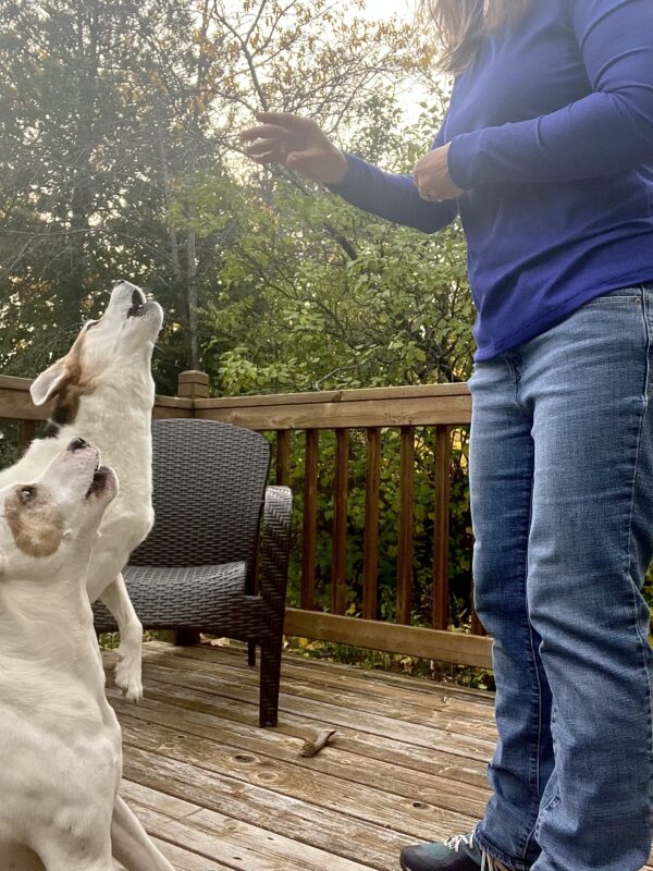 dog training hand signal for speak