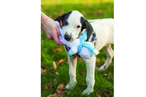 Puppy with toy.