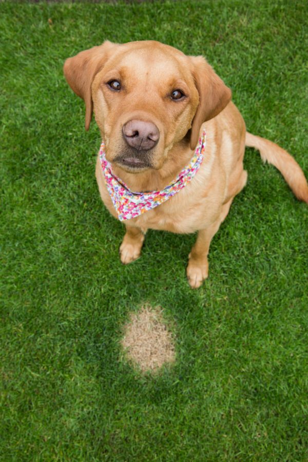 A pet Labrador dog looking guilty next to a brown patch of grass that has been burnt by the excessive nitrogen in dog urine or wee