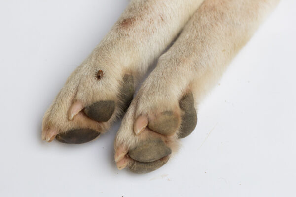 tick on dog how to remove a tick