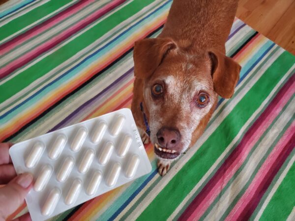 probiotics for dogs