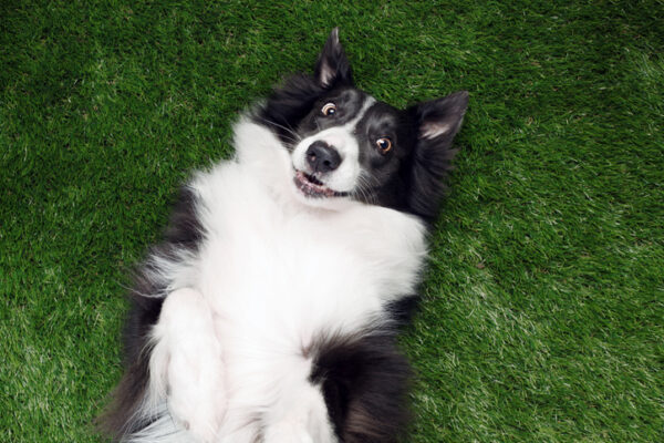how to teach your dog to roll over