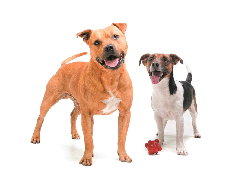 1-year-old dog